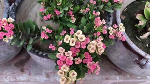 Clay pots Stock Footage 241644444