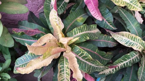 Clay pots Stock Footage 241644506