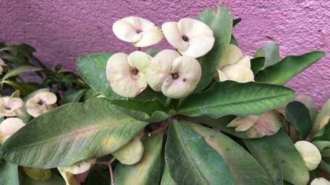 Clay pots Stock Footage 241644564