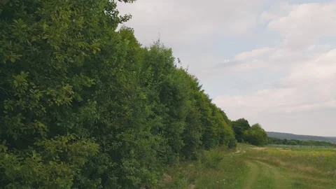 Clay road in the forest Stock Footage 235779053