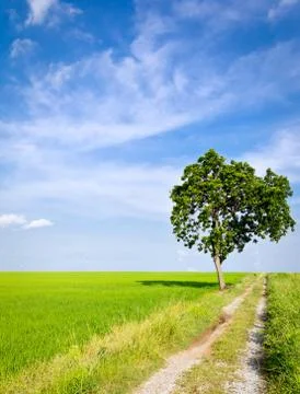 Clay road in paddy field Stock Photos