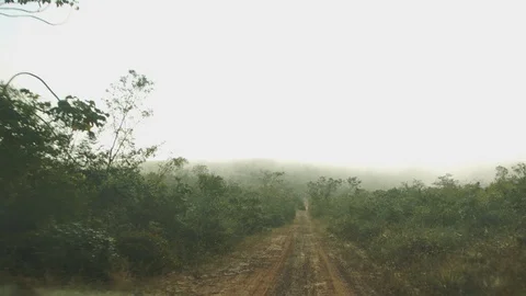 Clay road in the woods Stock Footage 127534649