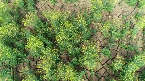 Clay soil Hard soil, brasicca Video stock 146881410
