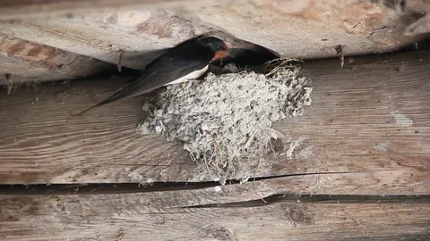 Clay Swallows Nest, located on the wall of the house Stock Footage 88207340