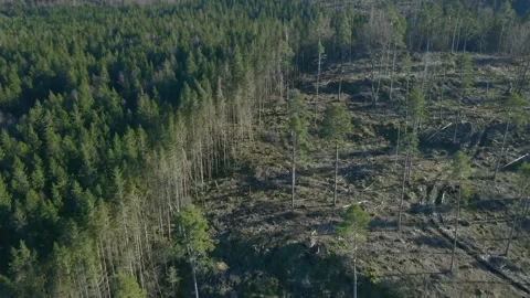 Clea edge between healthy forest and clearcutting. Drone shot in 4K Stock Footage 151413460