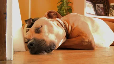 Clea sleeps 1 Stock Footage 9434801