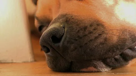 Clea sleeps 2 Stock Footage 9434906