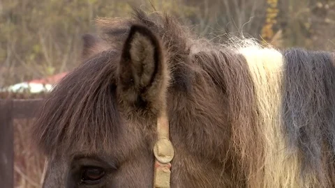 Clean and caring for the mane of a friendly brown horse of Icelandic breed in th Vídeos de archivo 83327138