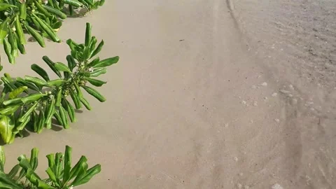 Clean and clear ocean waves roll over the sand beach with green plant near se Video stock 206401827