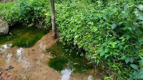 The clean and clear springs are so beautiful with green moss and plants on th Stock Photos