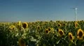 Clean and Renewable Energy, Wind Power, Turbine, Windmill, Energy Production HD Footage