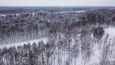 A clean and smooth beautiful snowy winter forest. Stock Footage 88367970