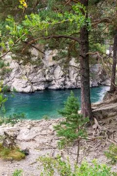 Clean and transparent small mountain river and pine growing on stones, select Stock Photos