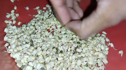 Clean the bean sprout skin before processing it in a red plastic container Stock Footage 287659286