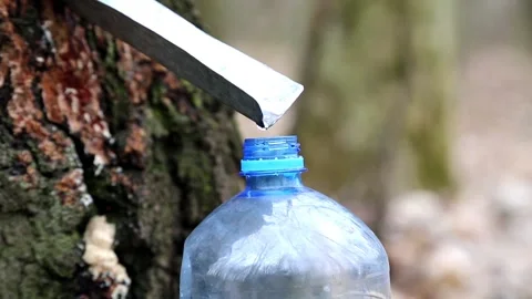 Clean, birch juice drips into a plastic bottle Stock Footage 89194805