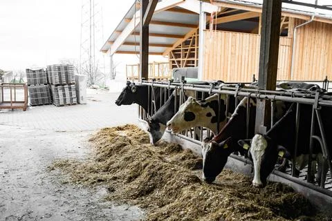 Clean black-colored cows with white spots, with yellow tag on ear eating hay Stock Photos