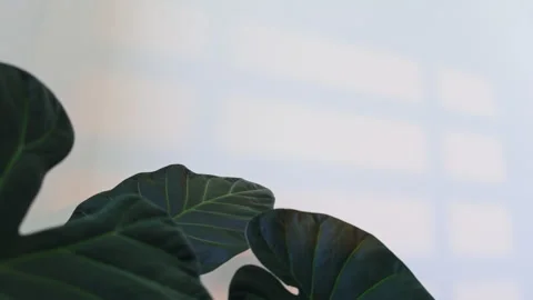 Clean Botanical Background with Green Leaves and Organic Light Patterns 스톡 동영상 340636223