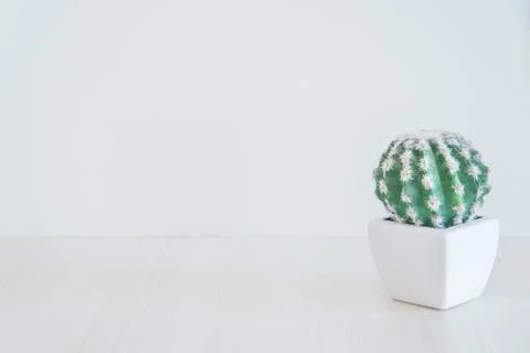 Clean cactus tree as background Stock Photos