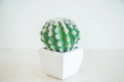 Clean cactus tree on white pot on white wooden table Stock Photos