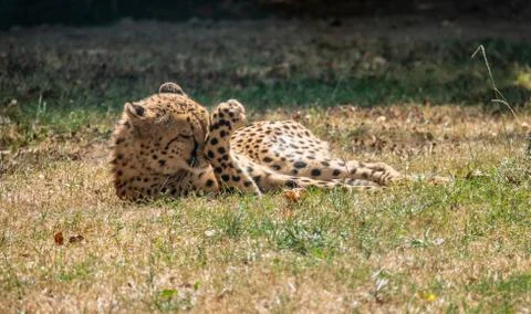 Clean the cheetah by the paw Stock Photos