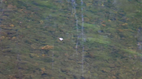 Clean clear river Stock Footage 48814632