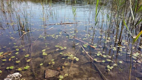 Clean clear water in pond. Silty bottom. Small fish and fry swim near shore Stock Footage 142396058