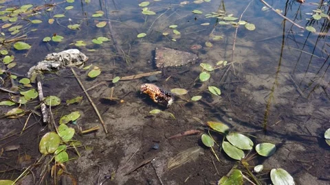 Clean clear water in pond. Silty bottom. Small fish and fry swim near shore Stock Footage 142396063