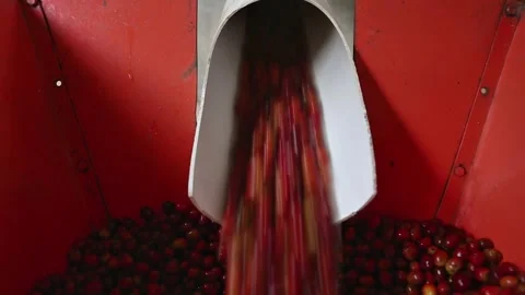 Clean the coffee beans in the machine until the coffee beans come out clean Stock Footage 293167623