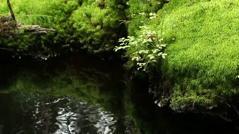 Clean cold water forest spring Stock Footage 89602619