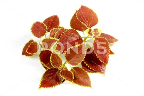 Clean Coleus or Painted Nettles leaves in hand. Plectranthus scutellarioides, Stock Photos