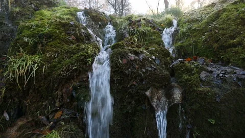 Clean cool mountain stream in a mossy forest at sunrise Stock Footage 142866986