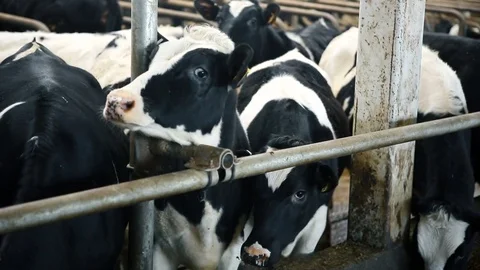Clean cows in a cowhouse Stock Footage 73574235