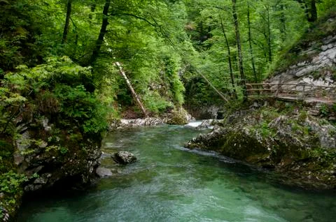 Clean crystal river goes through montains. Wild nature, Vintgar gore Slovenia Stock Photos