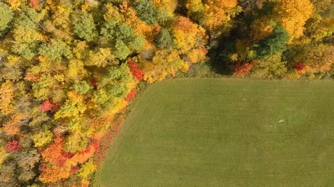 Clean cut field in proximity of deciduous north eastern forest in colors Stock Footage 119200677