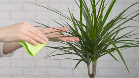 Clean dust from flower. Stock Footage 146666423