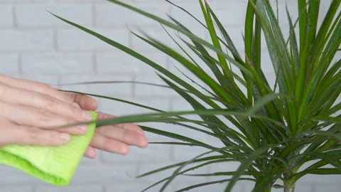 Clean dust on foliage. Stock Footage 149207491