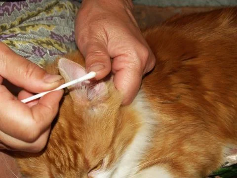 Clean the ears of a cat 스톡 사진