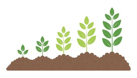 Clean educational artwork showing sequential stages of plant development fr.. Stock Illustration