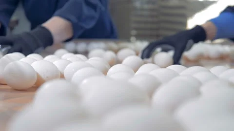 Clean eggs sorted at a farm, close up. People working at a poultry farm, packing Video stock 95643168