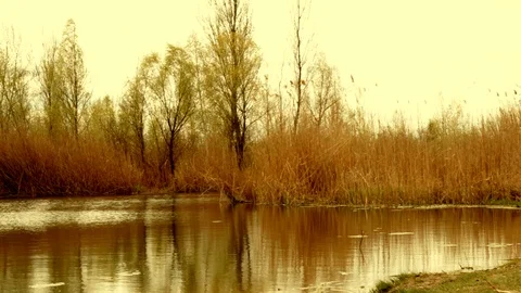 Clean evening river with trees Stock Footage 128911299