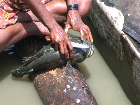 Clean Fish Stock Footage 3517901