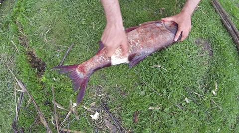 Clean the fish Stock Footage 36785591