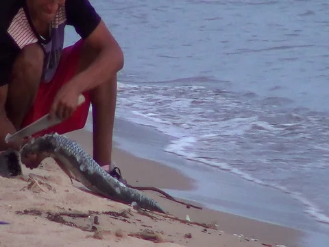 Clean Fish Stock Footage 95943606