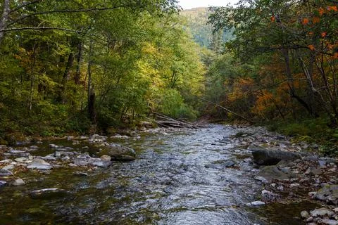A clean forest river flows among dense forests and tall trees. Stock Photos