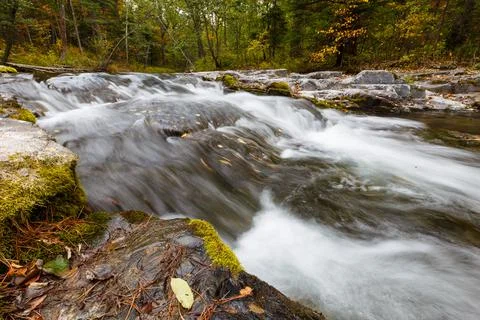 A clean forest river flows among dense forests and tall trees. Foto stock