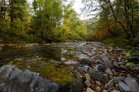 A clean forest river flows among dense forests and tall trees. Stock Photos
