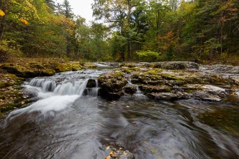 A clean forest river flows among dense forests and tall trees. Foto stock