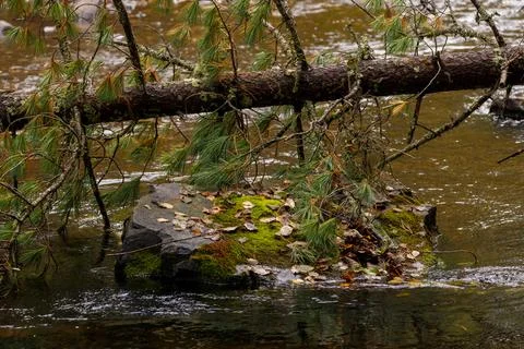 A clean forest river flows among dense forests and tall trees. Stock Photos