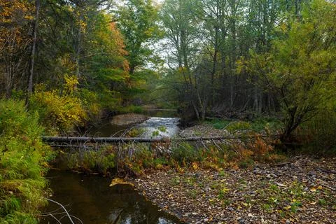 A clean forest river flows among dense forests and tall trees. Stock Photos