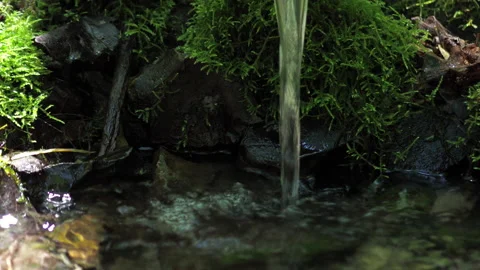 Clean forest spring source a weak calm stream falls from a low height. Stock Footage 155994223